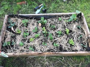 Permakultura w ogrodzie: Elektronarzędzia wspierające ekologiczną uprawę